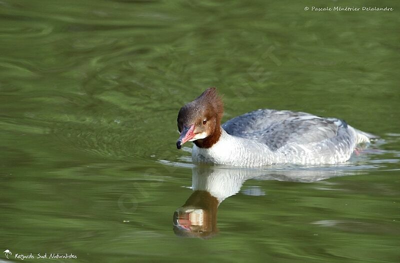 Common Merganser