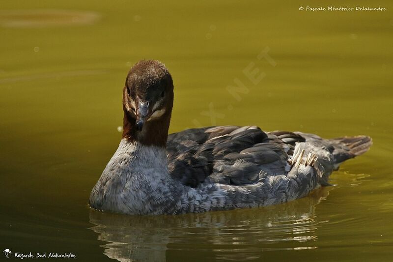 Common Merganser