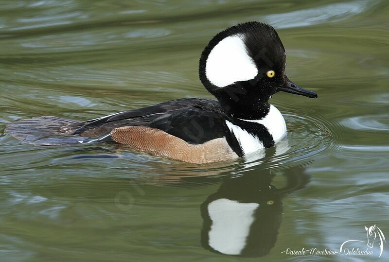 Hooded Merganser male