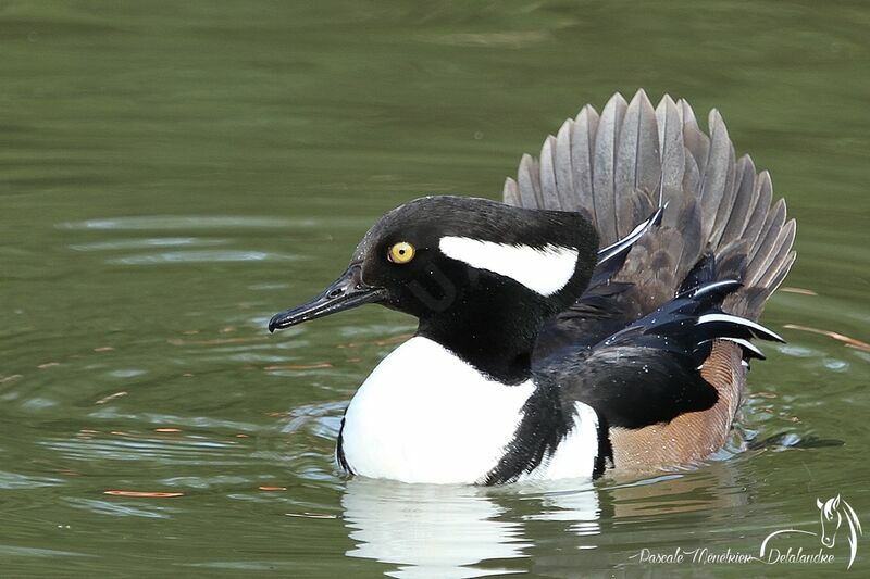 Hooded Merganser male