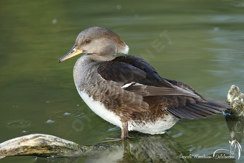 Hooded Merganser female