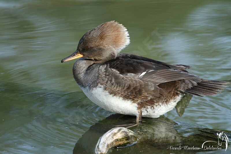 Hooded Merganser female