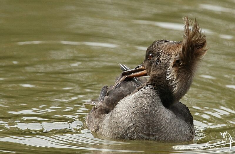 Hooded Merganser female