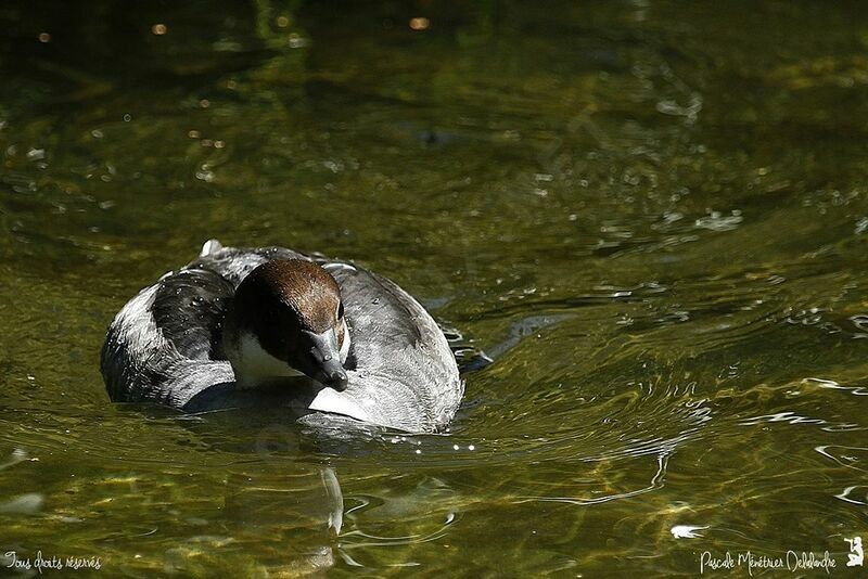 Smew