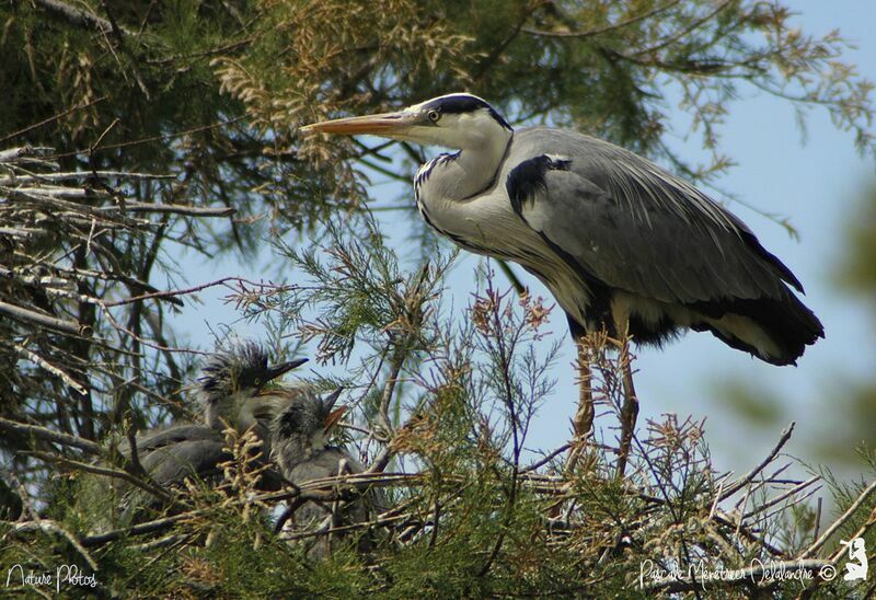 Grey Heron