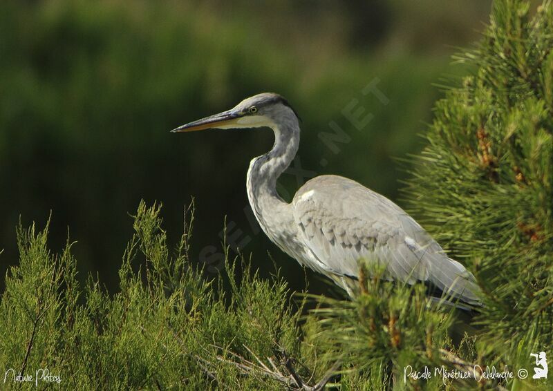 Grey Heron