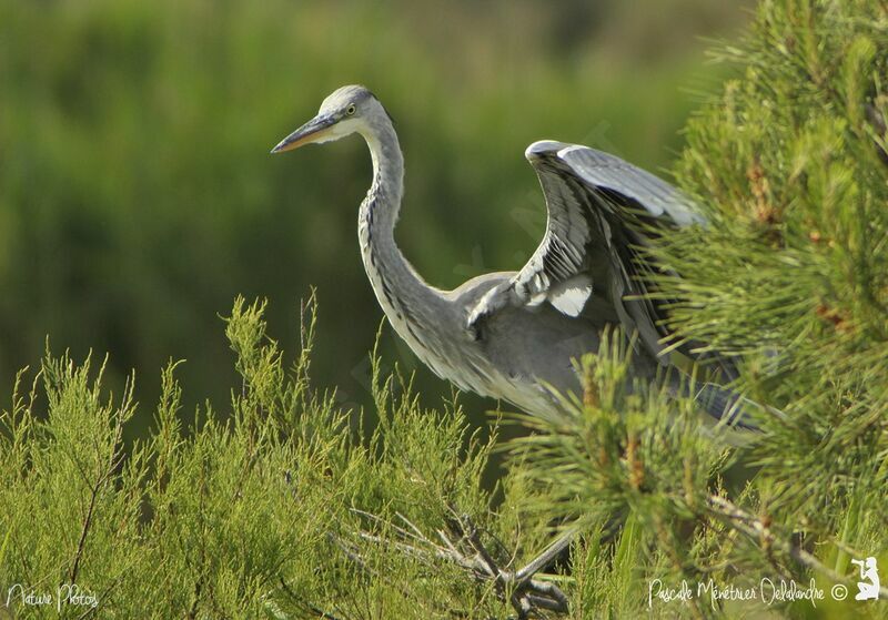 Grey Heron