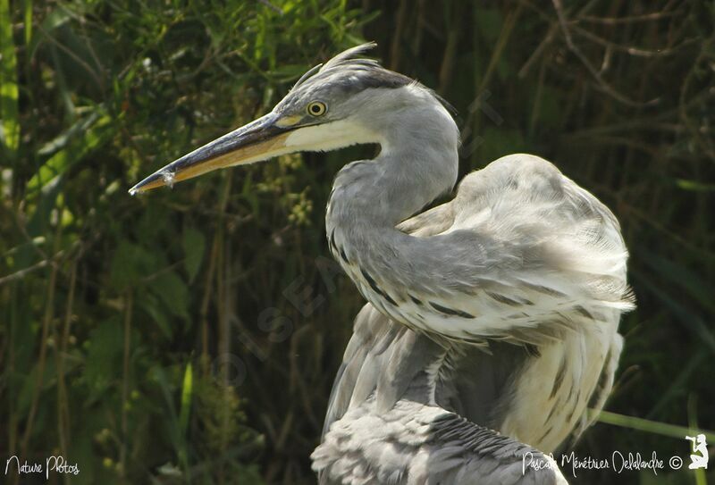 Grey Heron