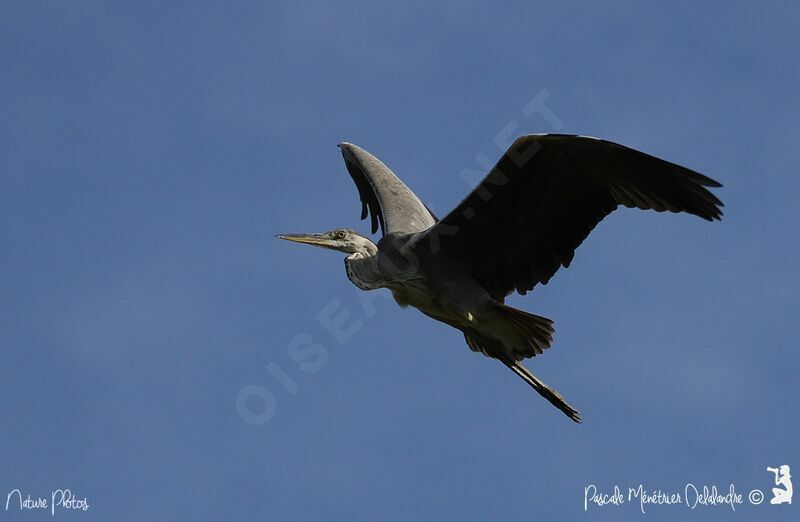 Grey Heron