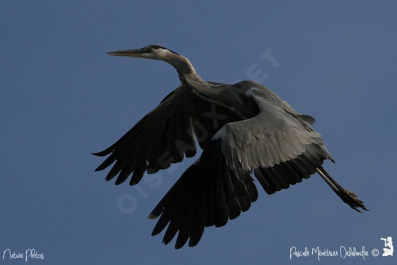 Grey Heron