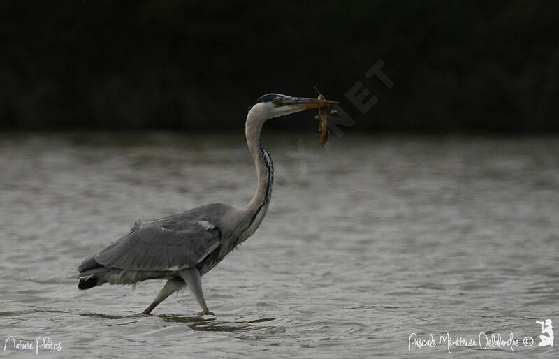 Grey Heron