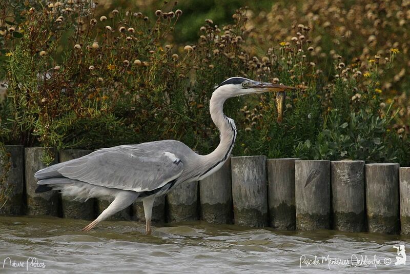 Grey Heron