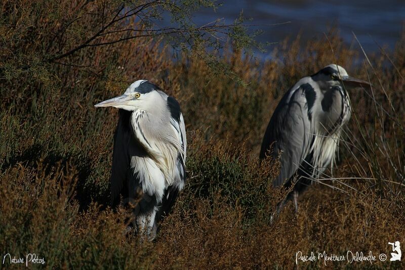 Grey Heron