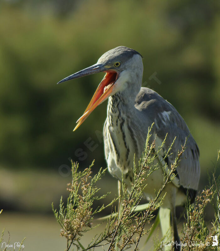 Grey Heron