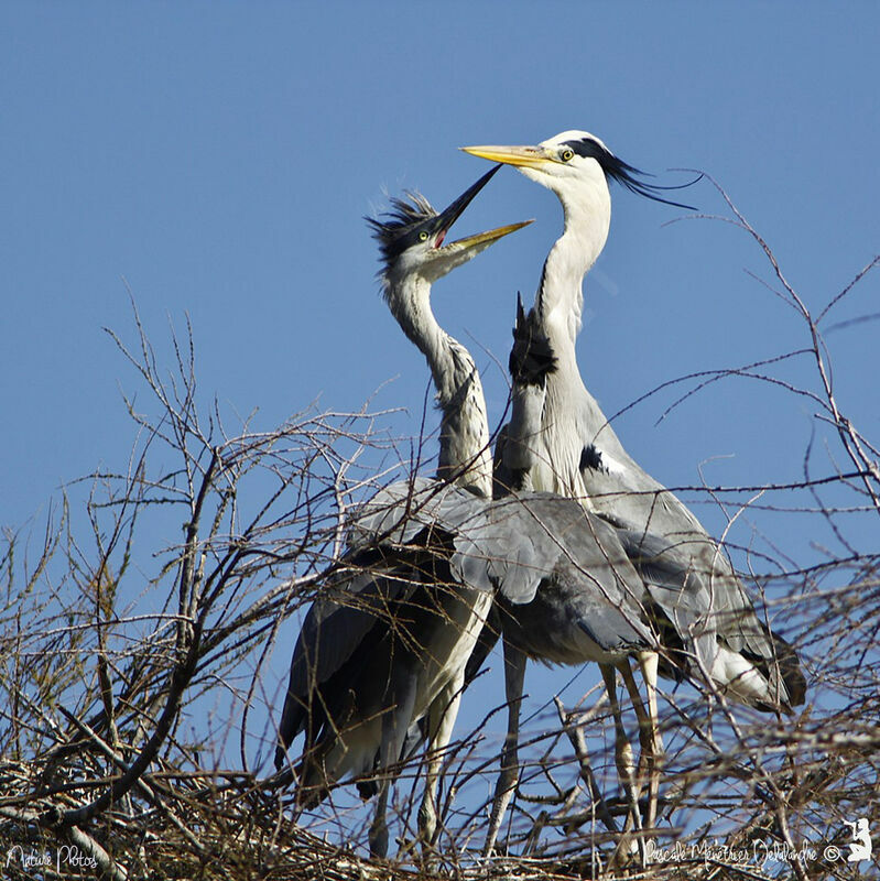 Grey Heron