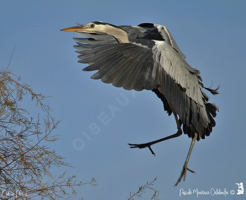 Grey Heron