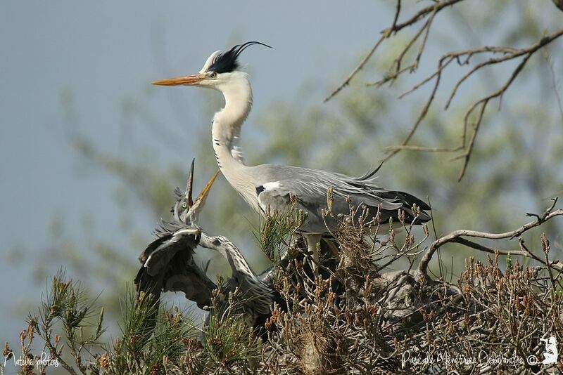 Grey Heron