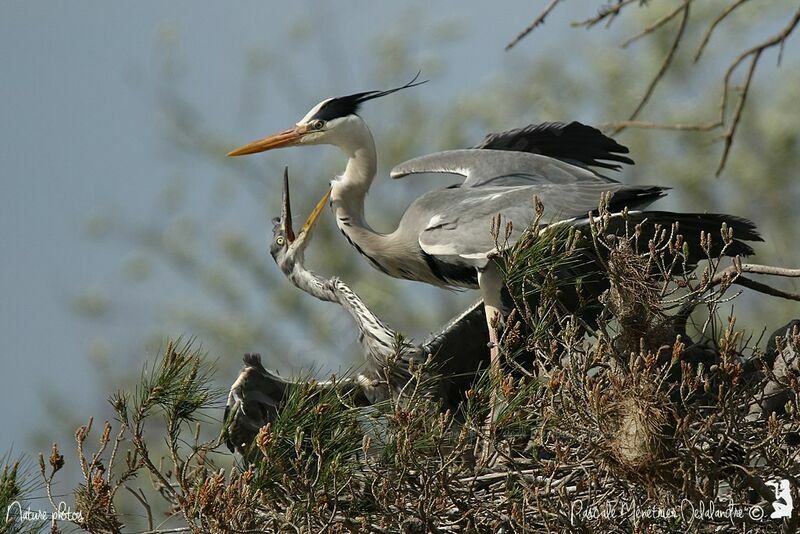 Grey Heron