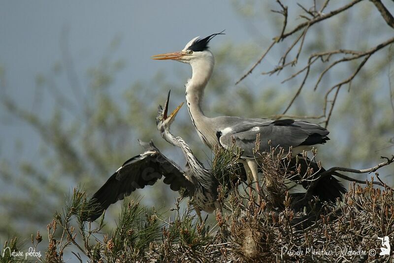 Grey Heron