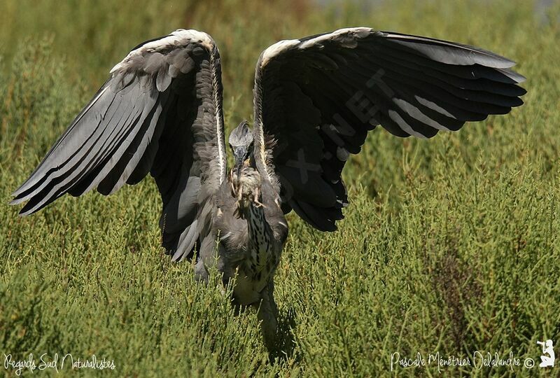 Grey Heron