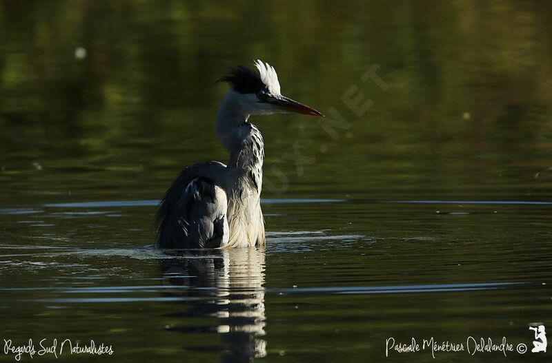 Grey Heron