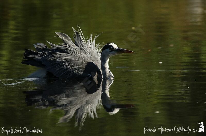 Grey Heron