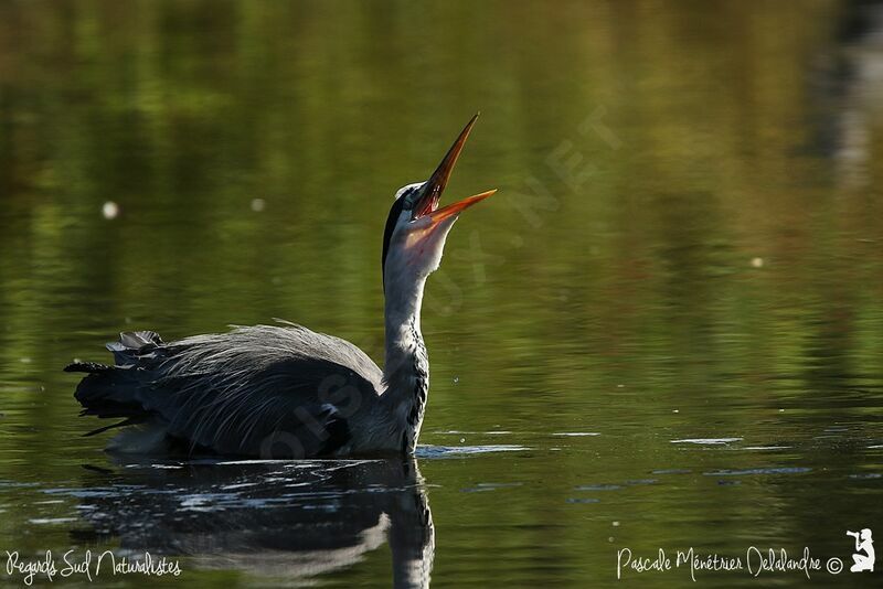 Grey Heron