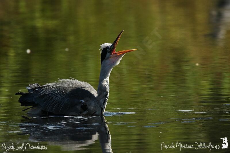 Grey Heron