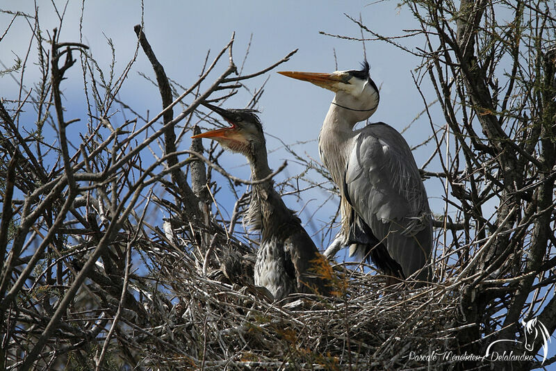 Grey Heron