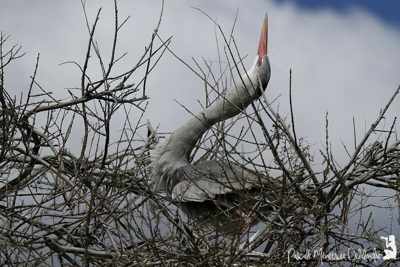 Grey Heron