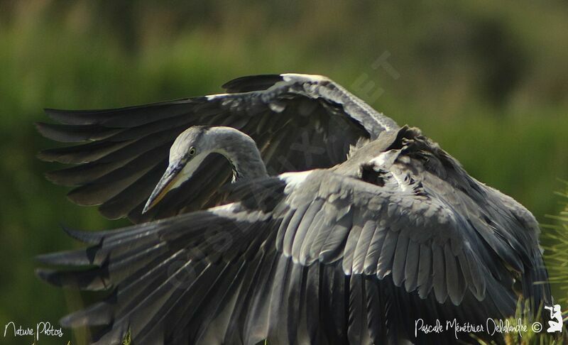 Grey Heron