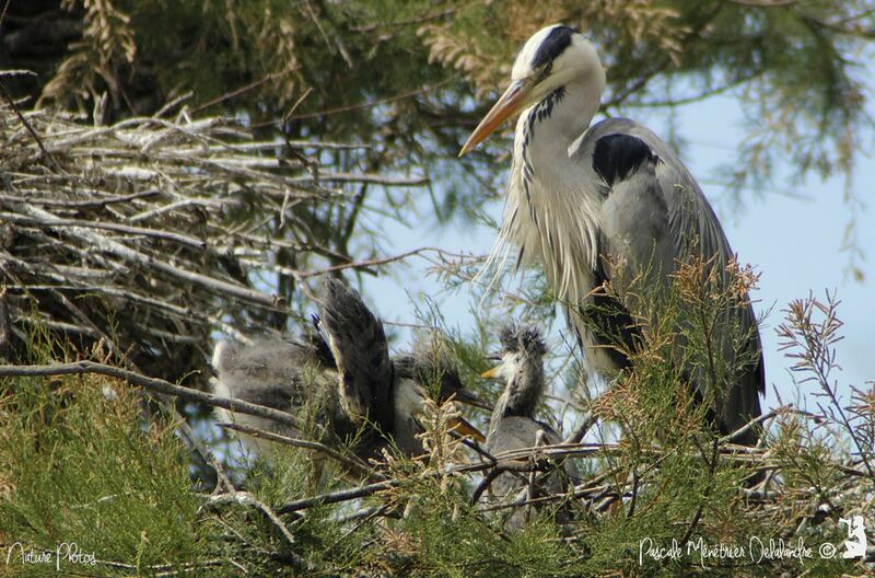 Grey Heron