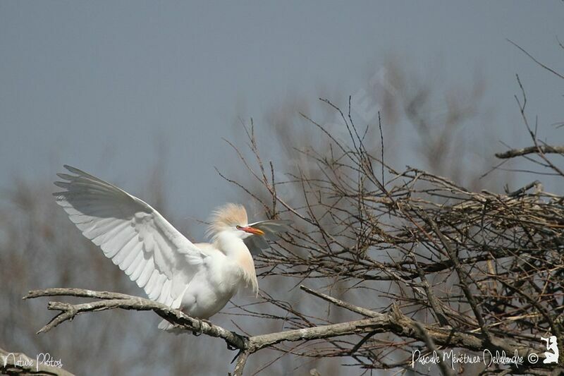 Western Cattle Egret