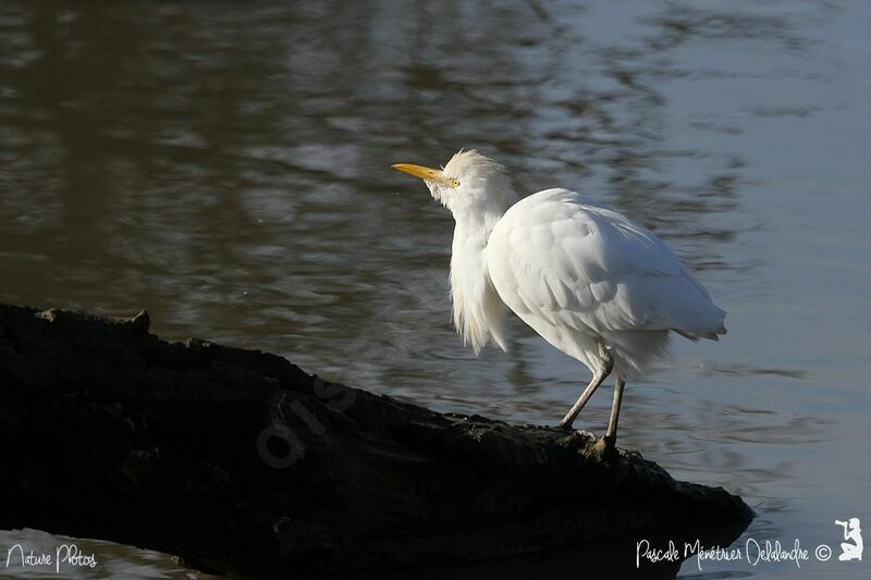 Western Cattle Egret