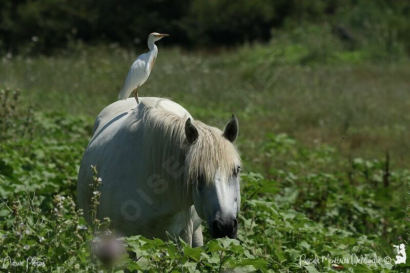 Western Cattle Egret