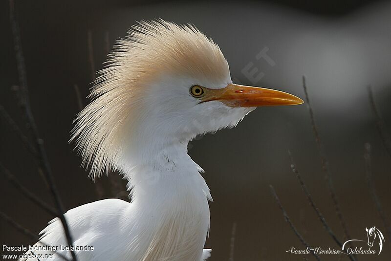 Western Cattle Egret