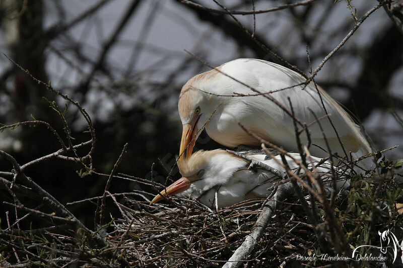 Western Cattle Egret