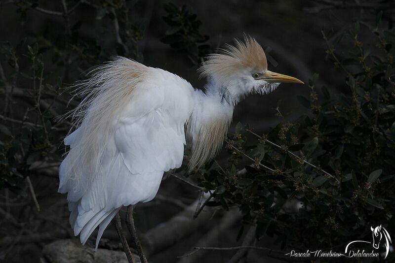 Western Cattle Egret