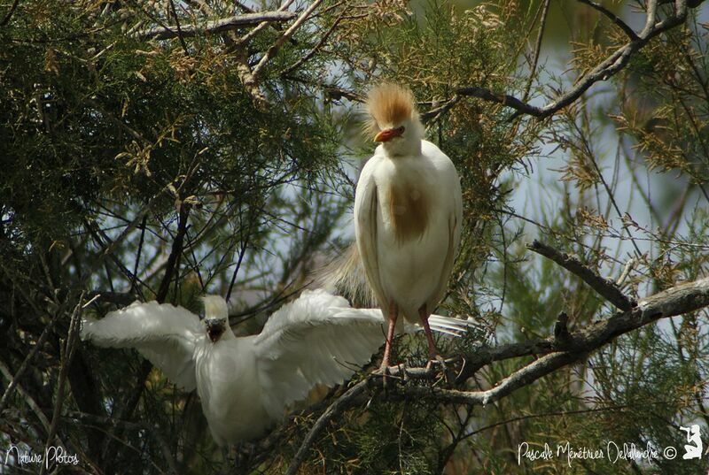 Western Cattle Egret