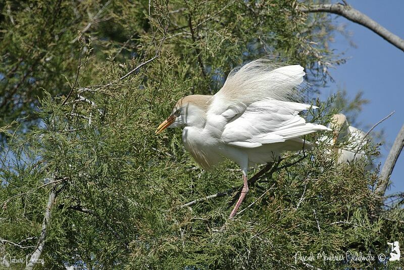 Western Cattle Egret