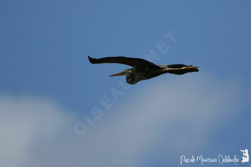 Purple Heron