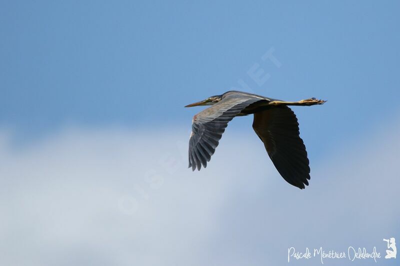 Purple Heron