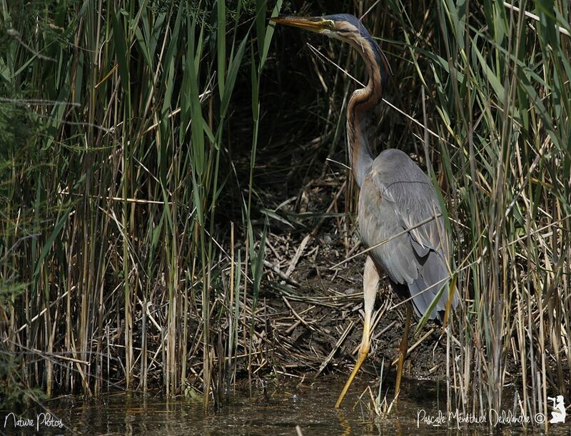 Purple Heron