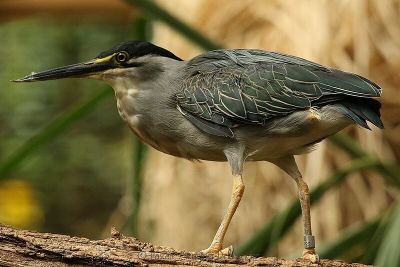 Striated Heron