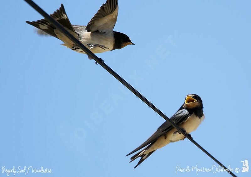 Barn Swallow