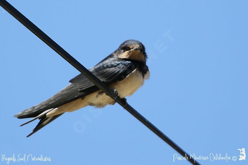 Barn Swallow