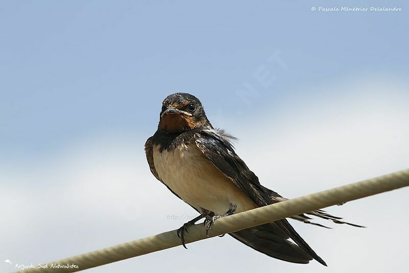 Barn Swallow