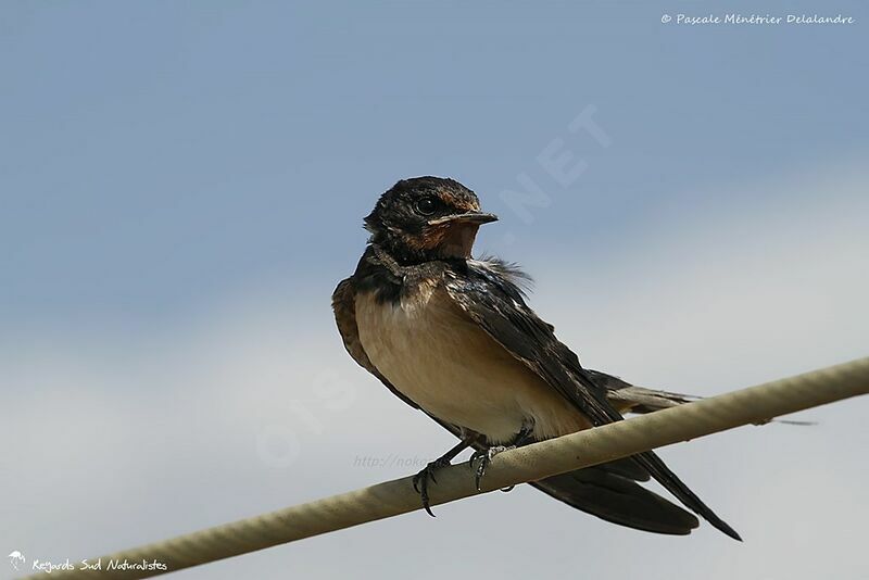 Barn Swallow