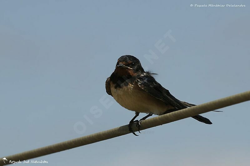 Barn Swallow