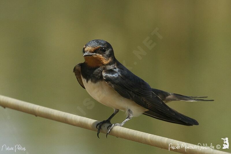 Barn Swallow